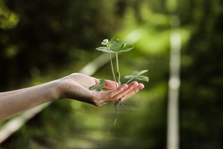 Saiba quais são os 17 Objetivos do Desenvolvimento Sustentável, segundo a ONU